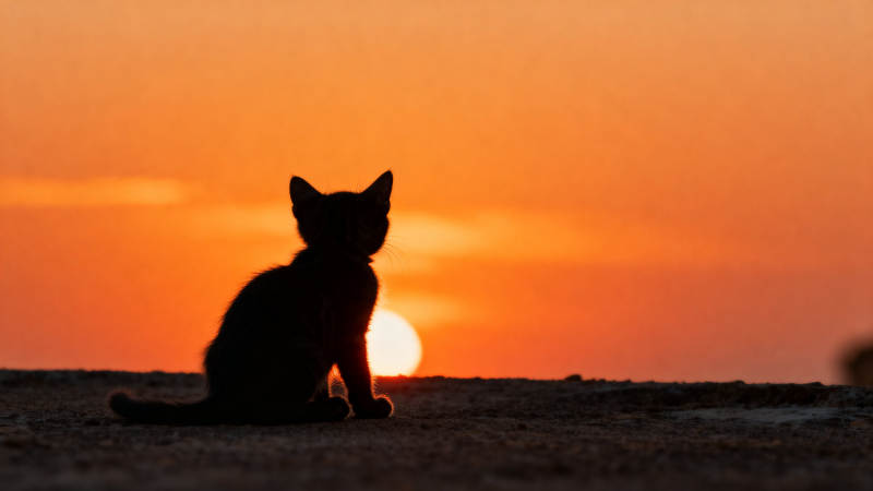 夕阳下的小猫剪影图片