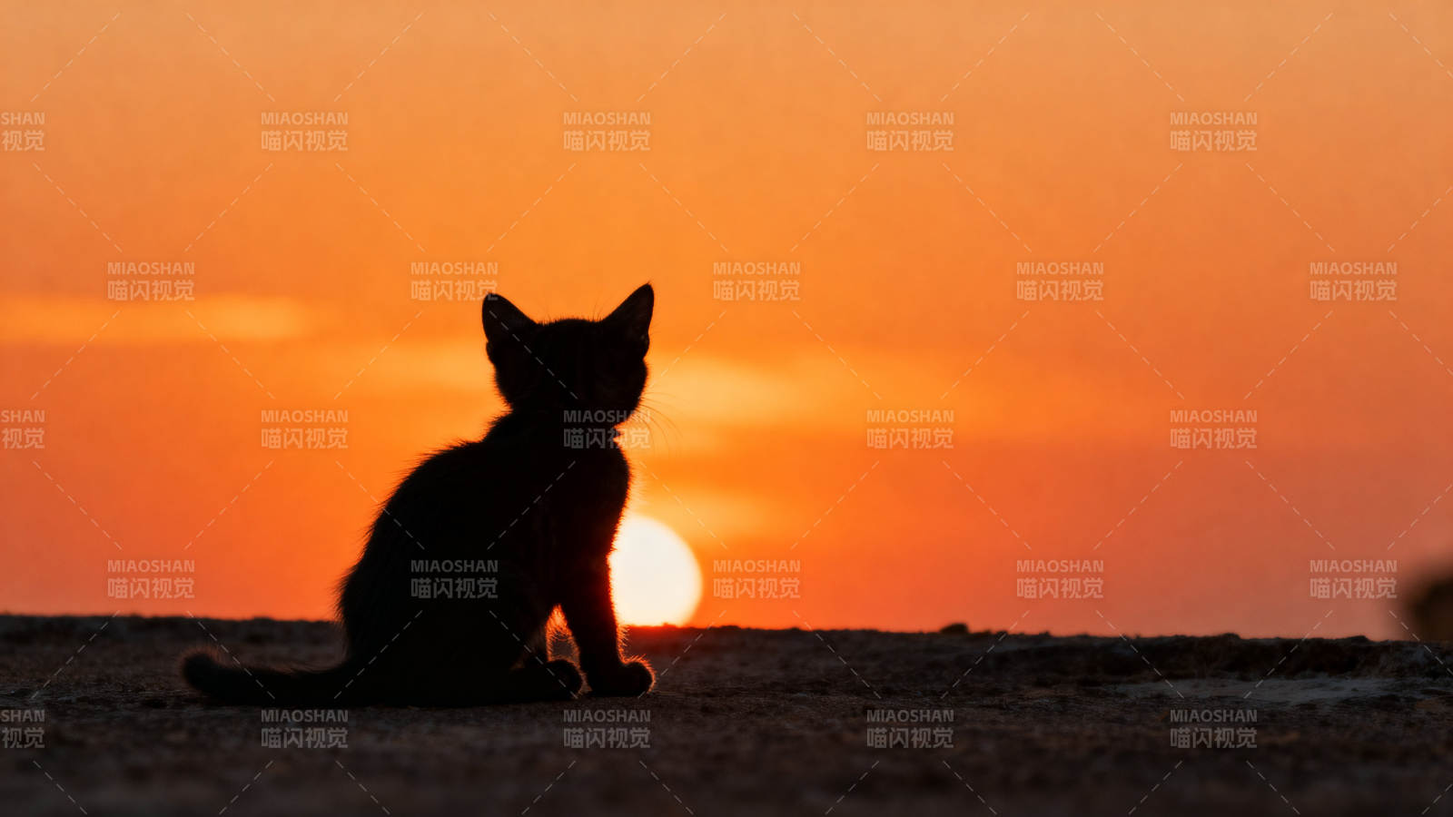 夕阳下的小猫剪影图片