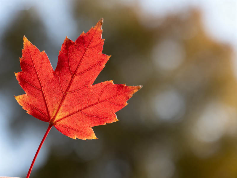 红色枫叶特写秋日自然图片