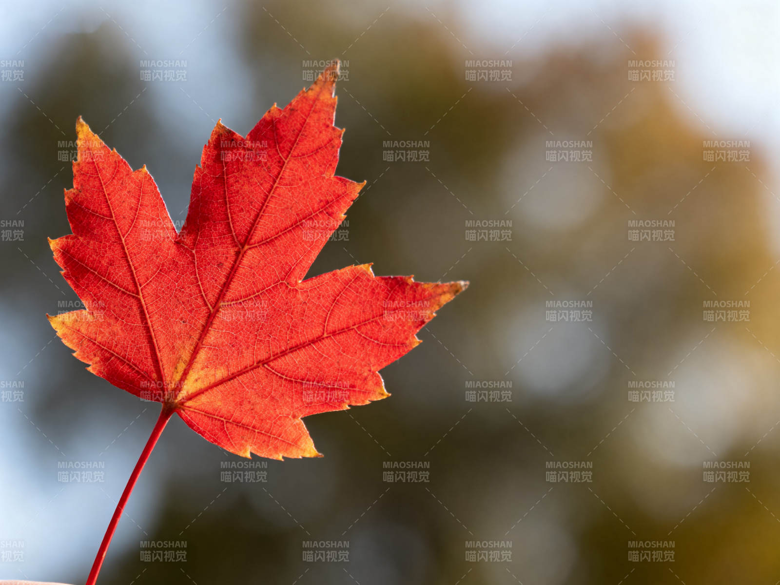 红色枫叶特写秋日自然图片