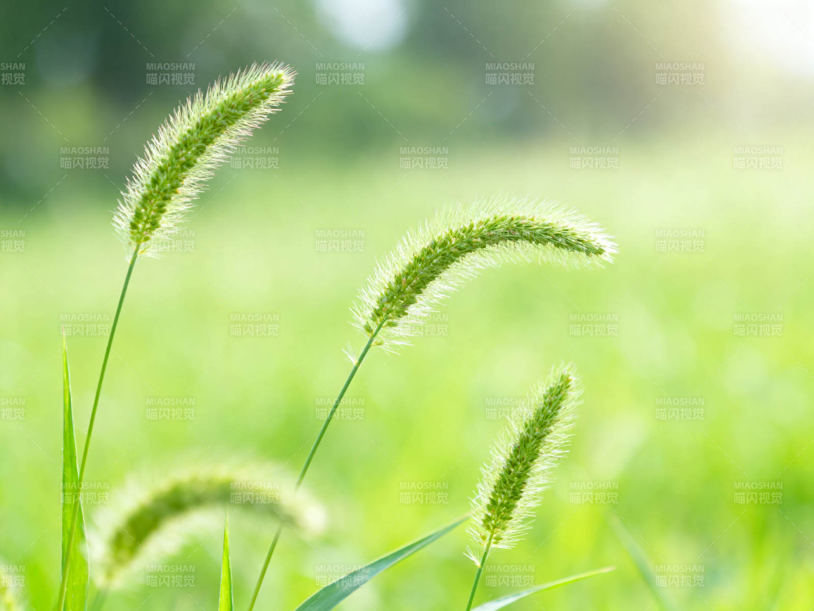 阳光下的狗尾巴草图片