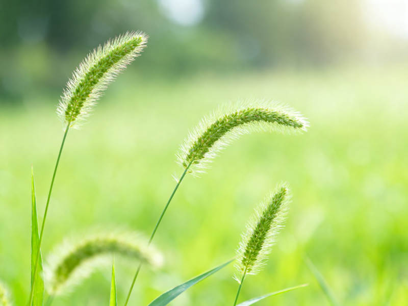 阳光下的狗尾巴草图片