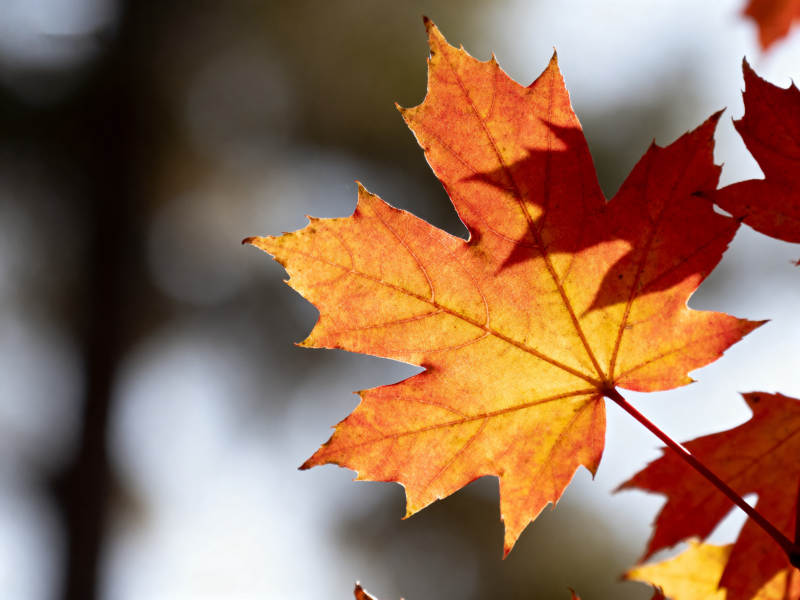 秋日枫叶特写图片