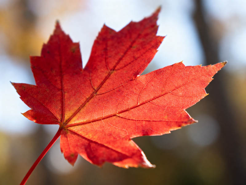 红色枫叶特写秋日自然图片