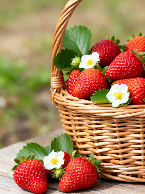 新鲜草莓装满篮子图片