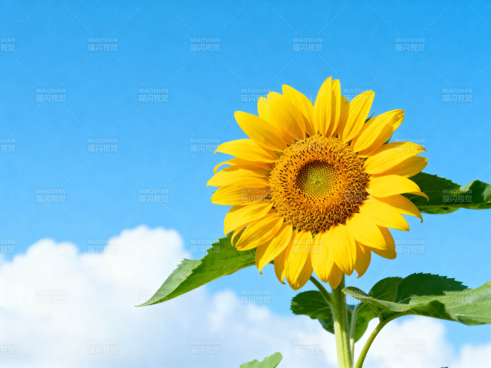 蓝天下的向日葵图片