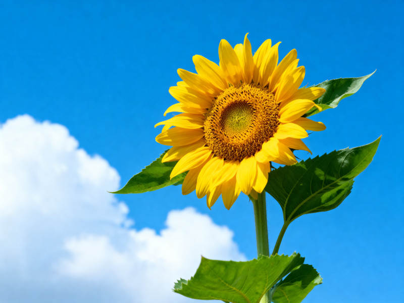 向日葵在蓝天白云下绽放图片