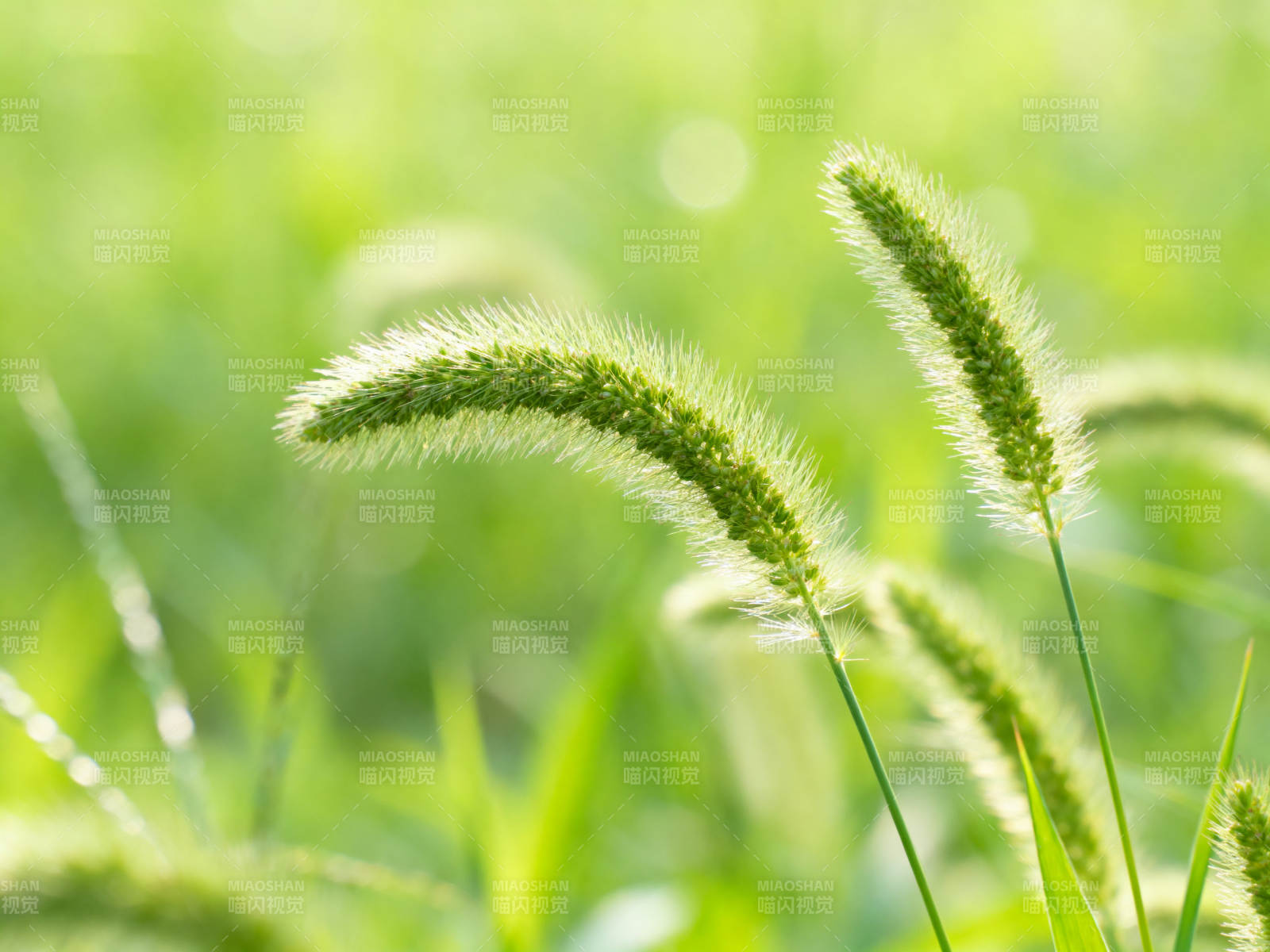 狗尾巴草绿色特写图片