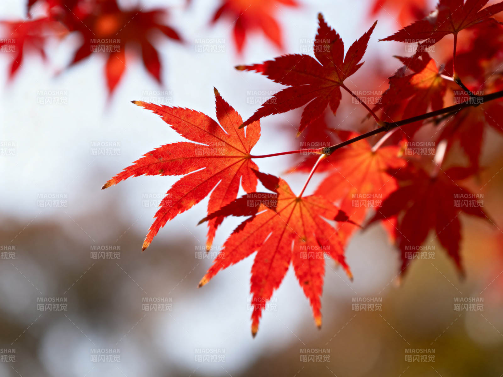 秋日红枫叶特写图片