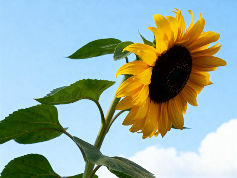 蓝天下的向日葵图片
