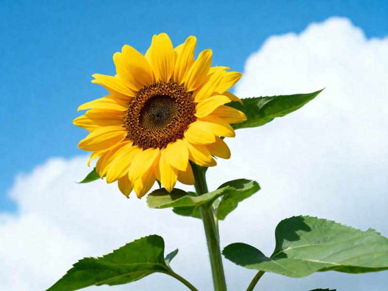 向日葵在蓝天白云下绽放图片