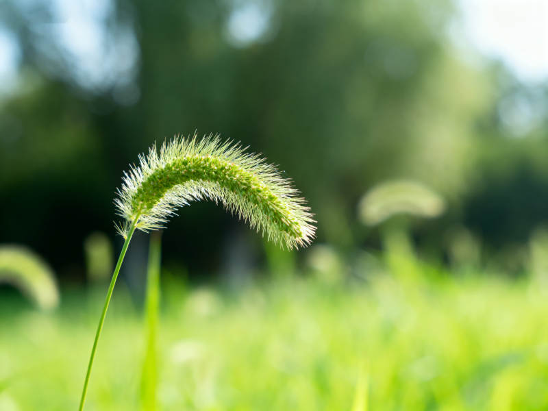 狗尾巴草特写自然风光图片