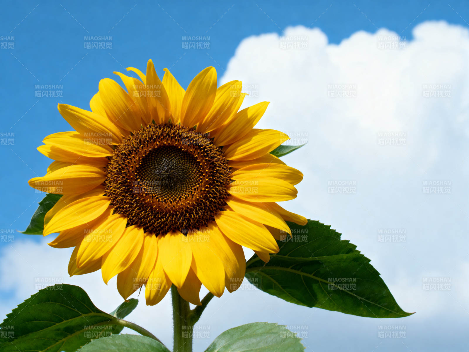 向日葵蓝天白云自然美景图片