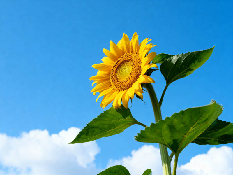 蓝天下的向日葵图片