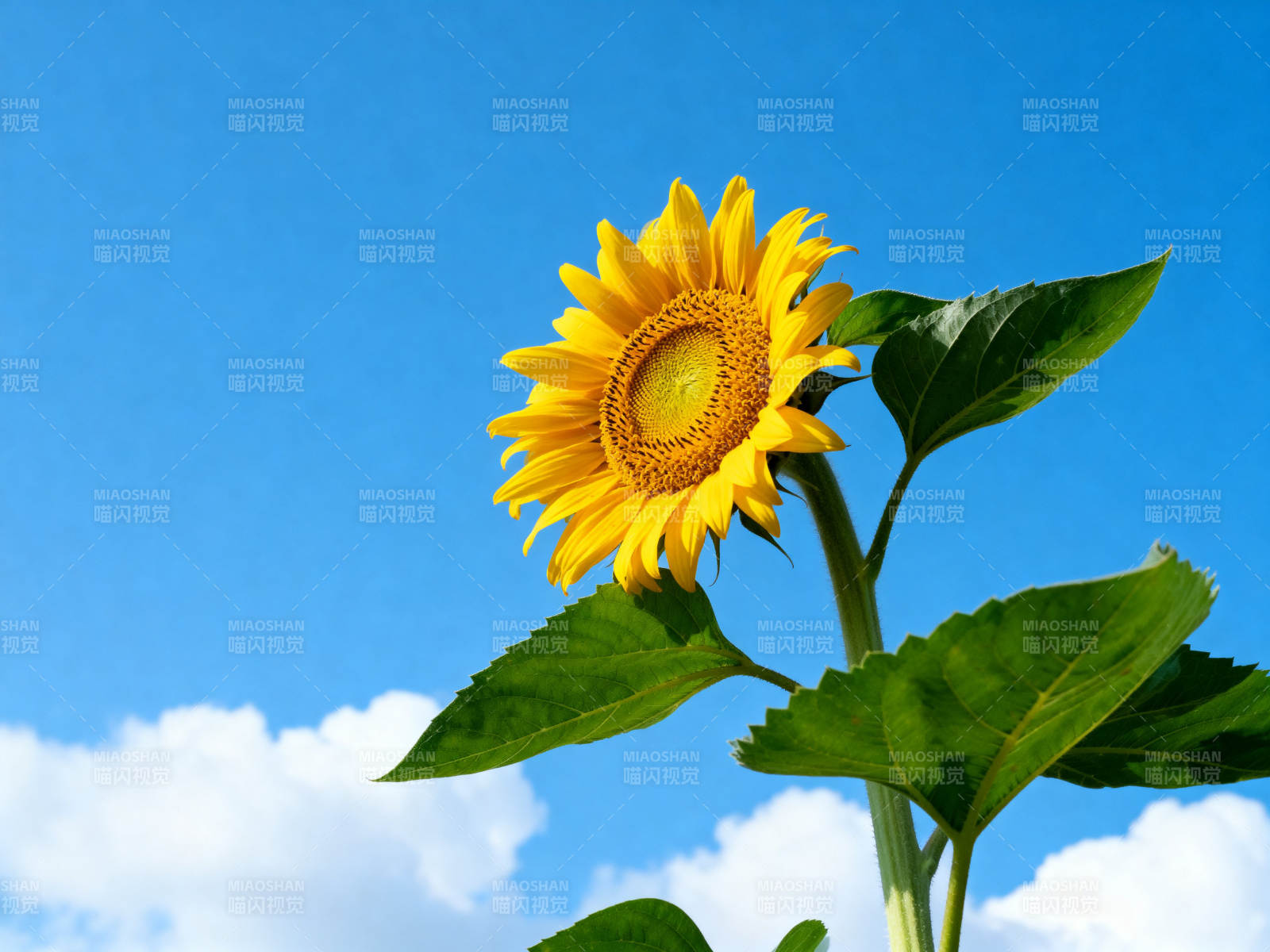 蓝天下的向日葵图片