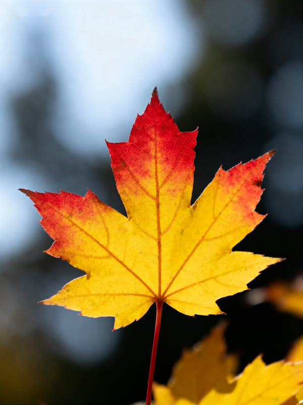 秋日枫叶渐变色彩图片