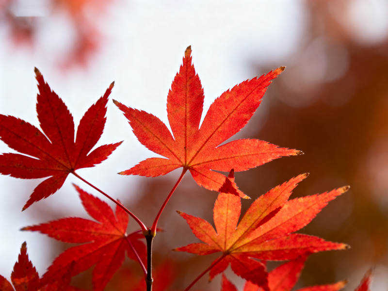 秋日红枫叶特写图片