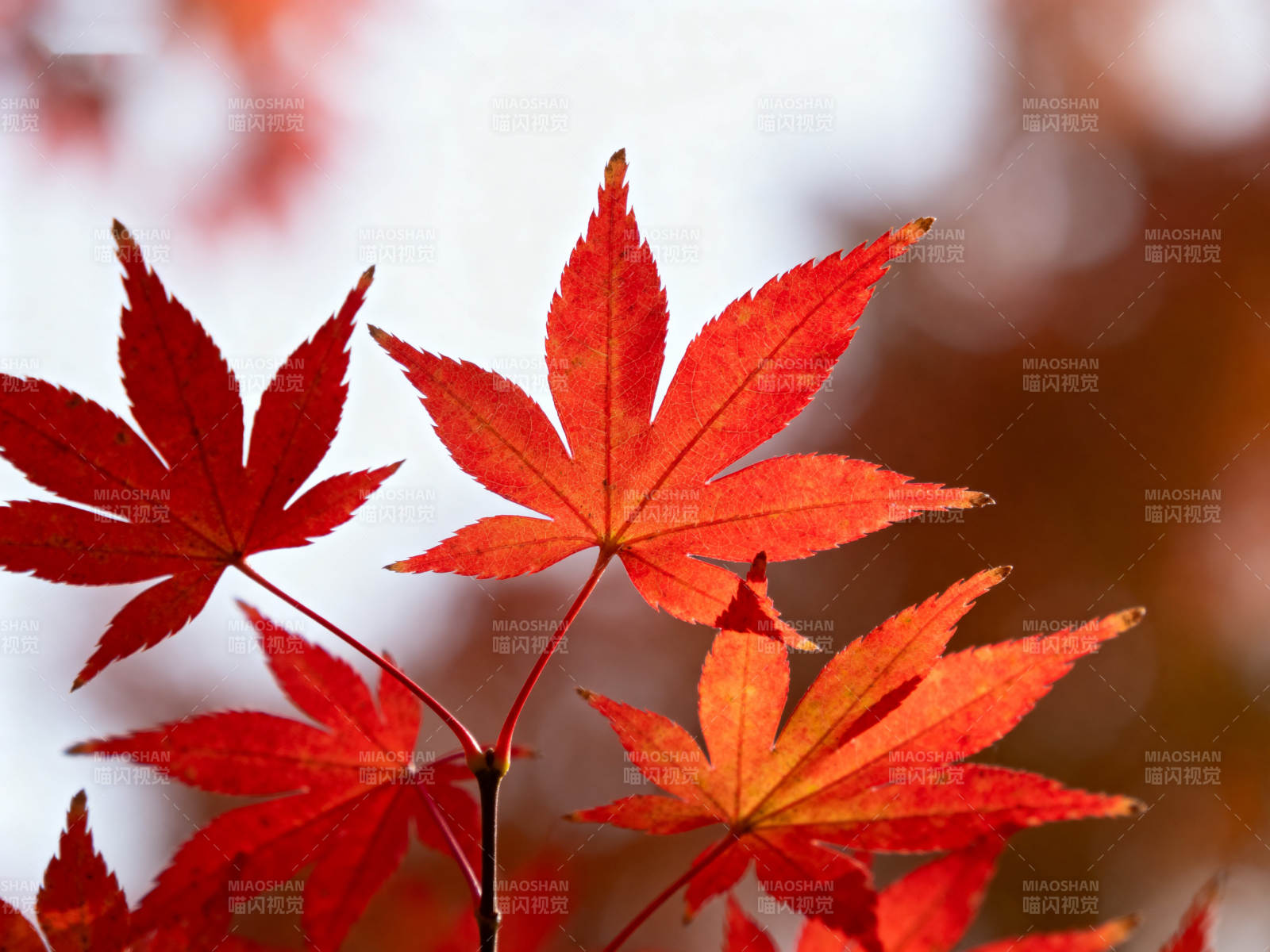秋日红枫叶特写图片