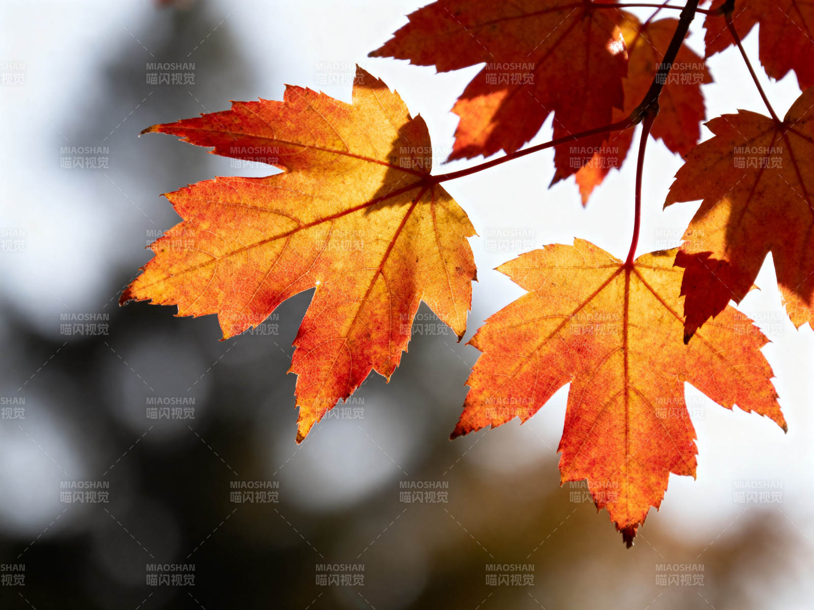 秋日红叶阳光映照图片