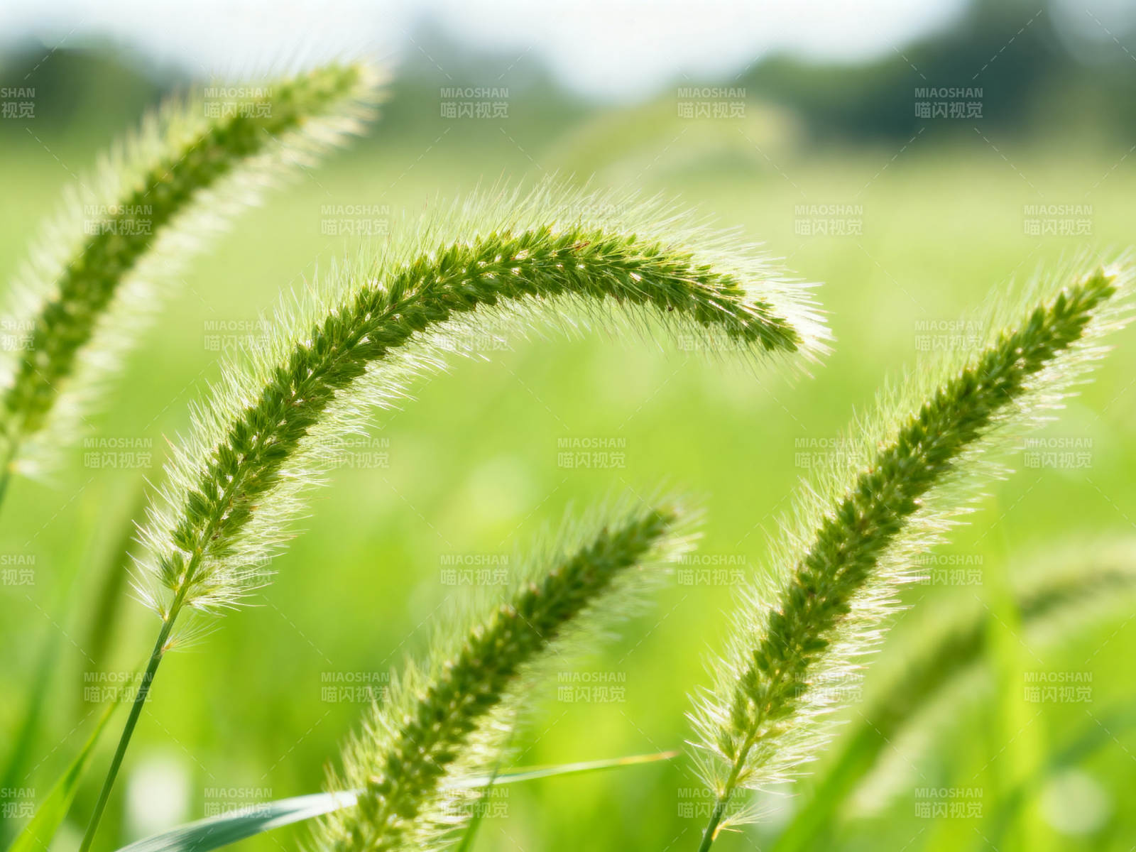 狗尾巴草的绿色特写图片