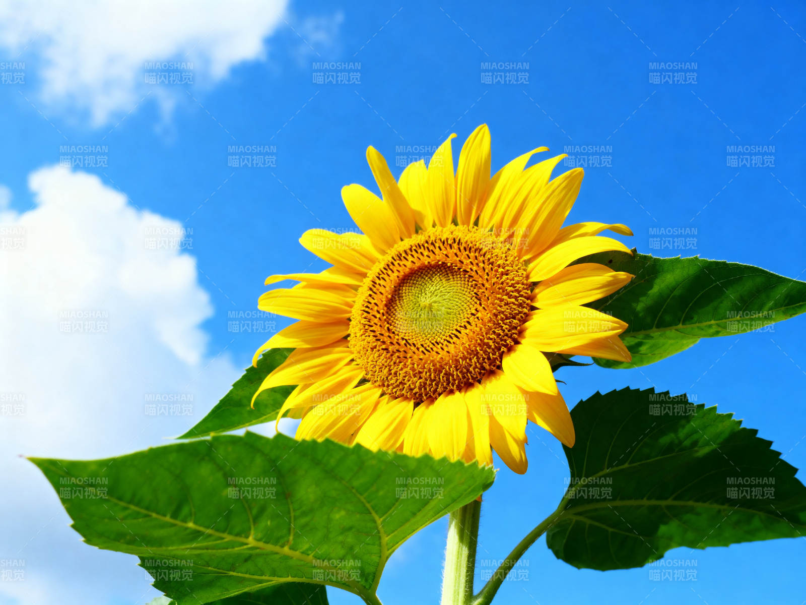 向日葵盛开蓝天背景图片