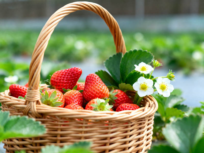 新鲜草莓装满篮子图片