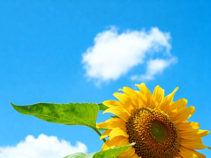 蓝天下的向日葵图片