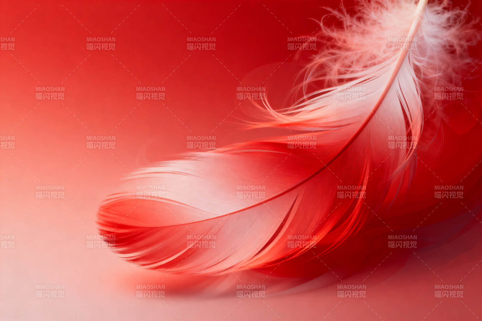 红色羽毛特写背景图片