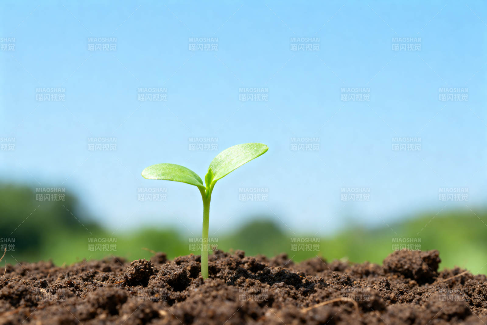 新芽破土而出图片