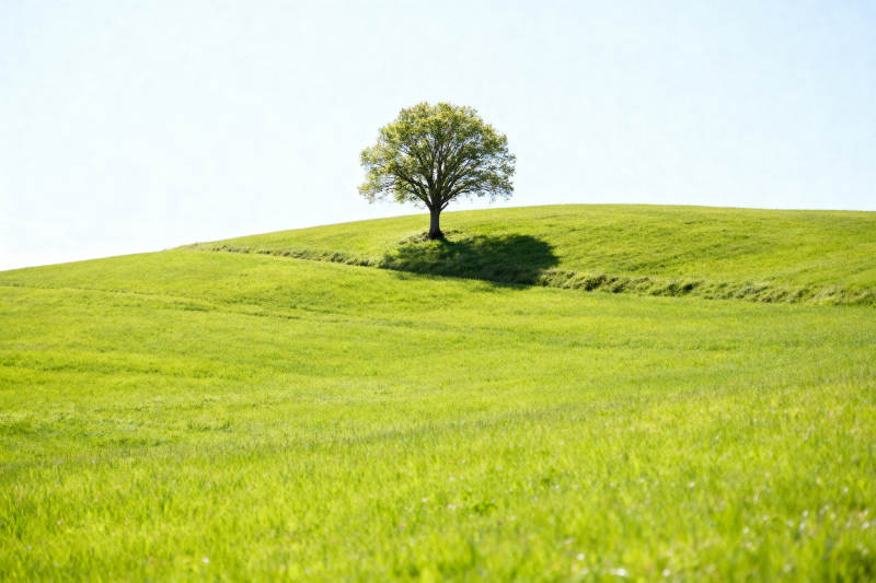 孤独的树在绿丘上图片