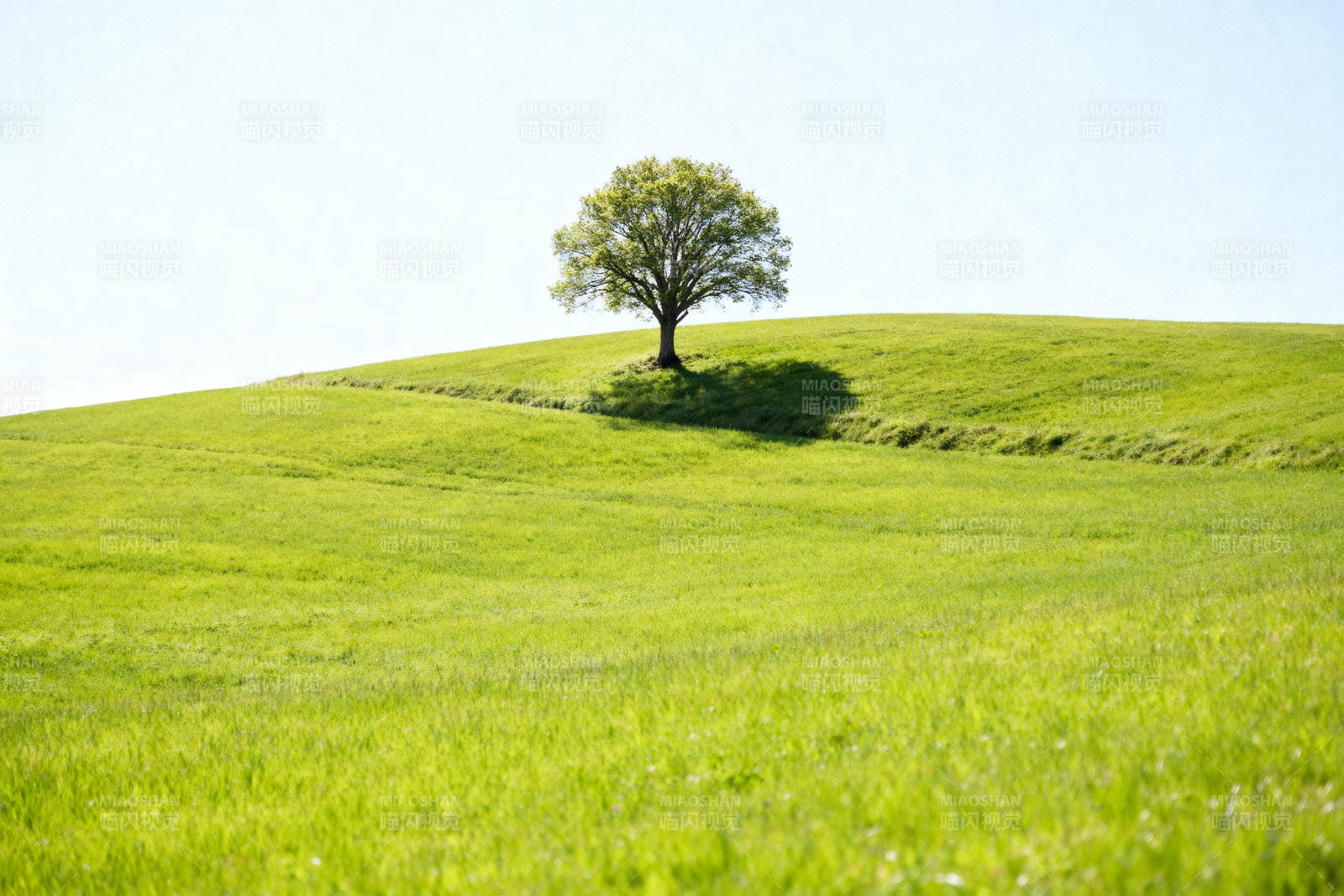 孤独的树在绿丘上图片