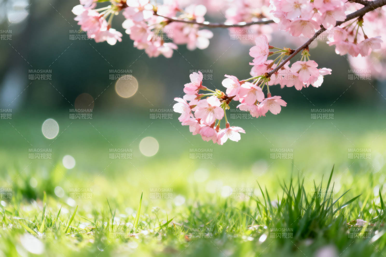 樱花盛开春日草地图片
