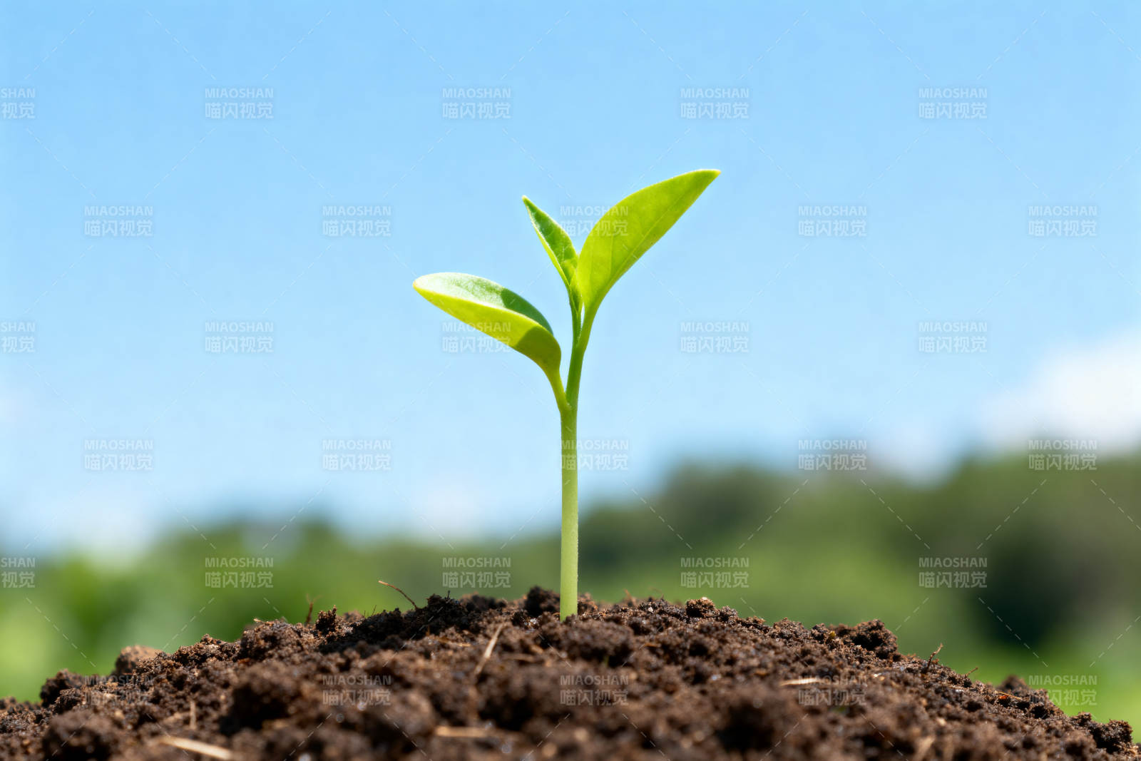 新芽破土而出图片