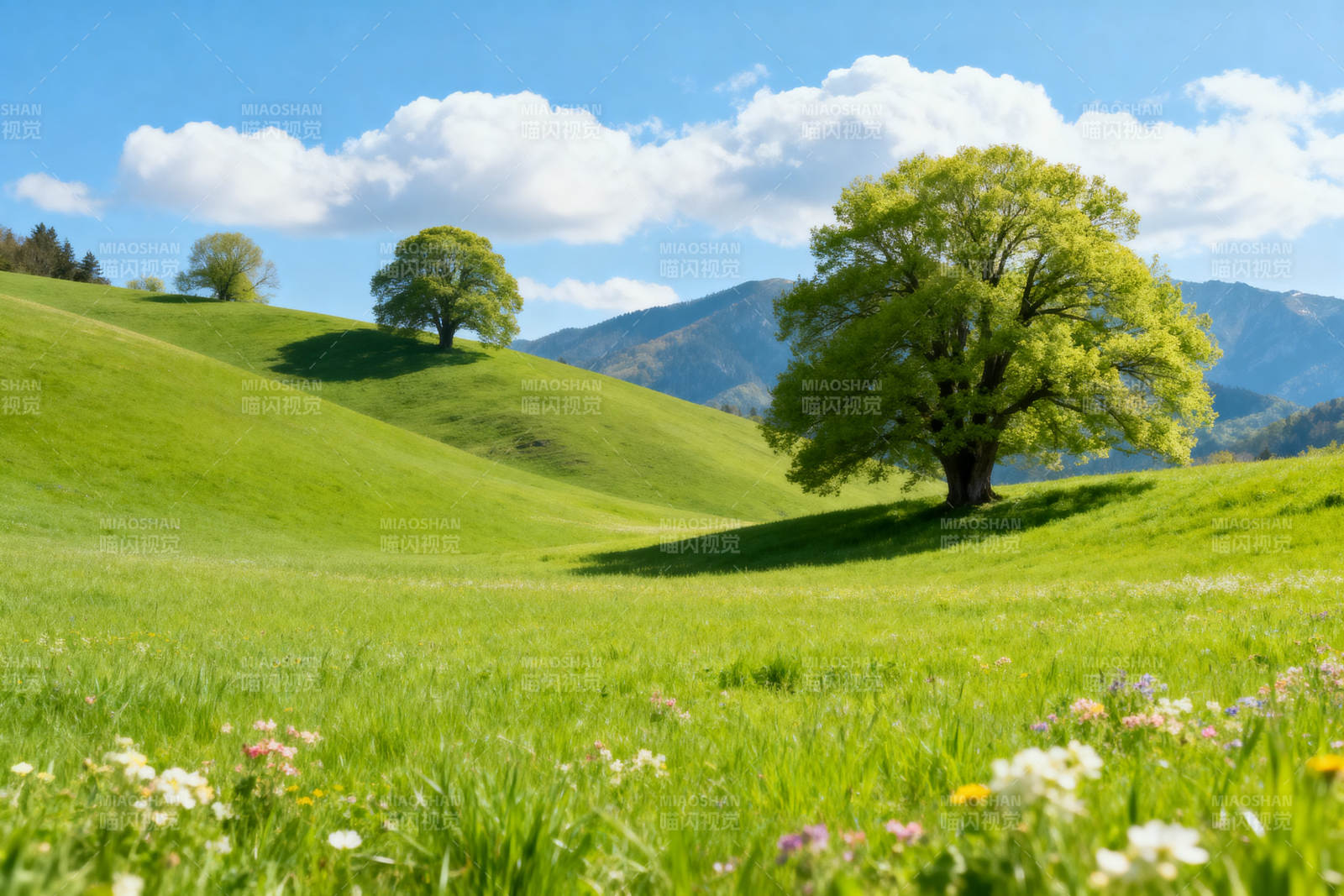 绿野春光下的孤树美景图片