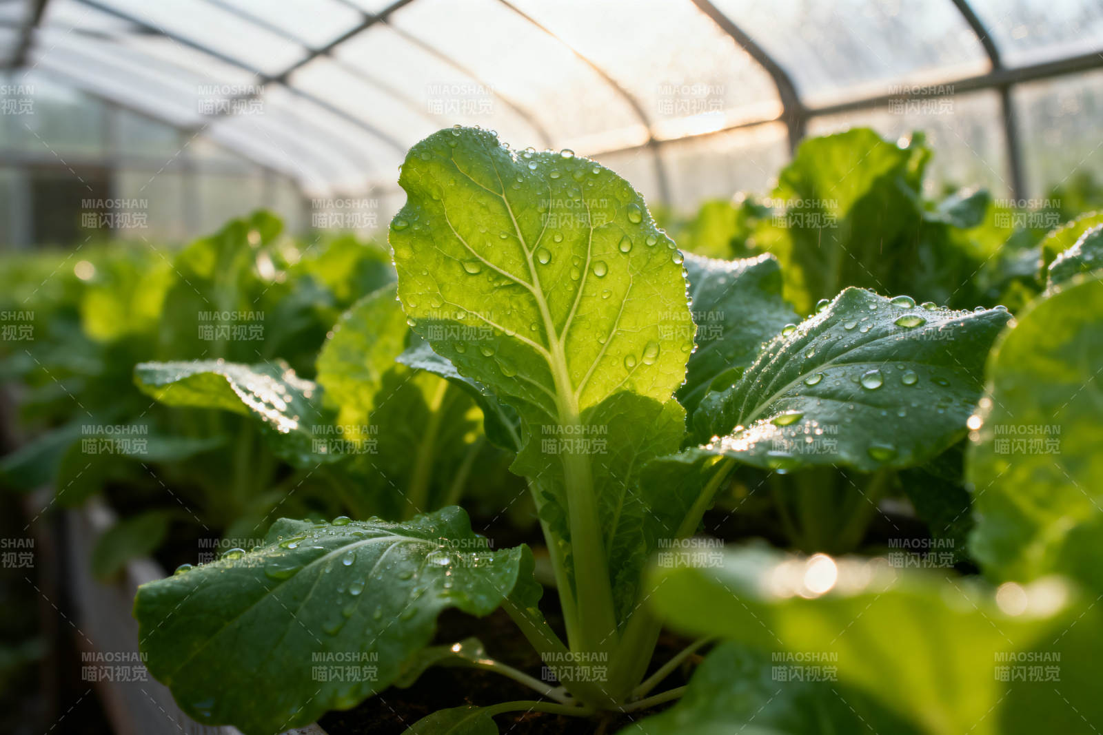 温室蔬菜种植图片
