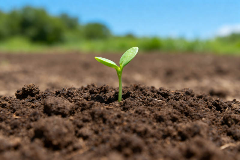 幼苗破土而出图片