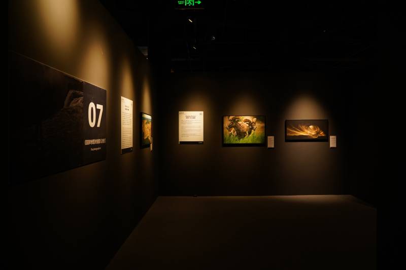 光影艺术展图片