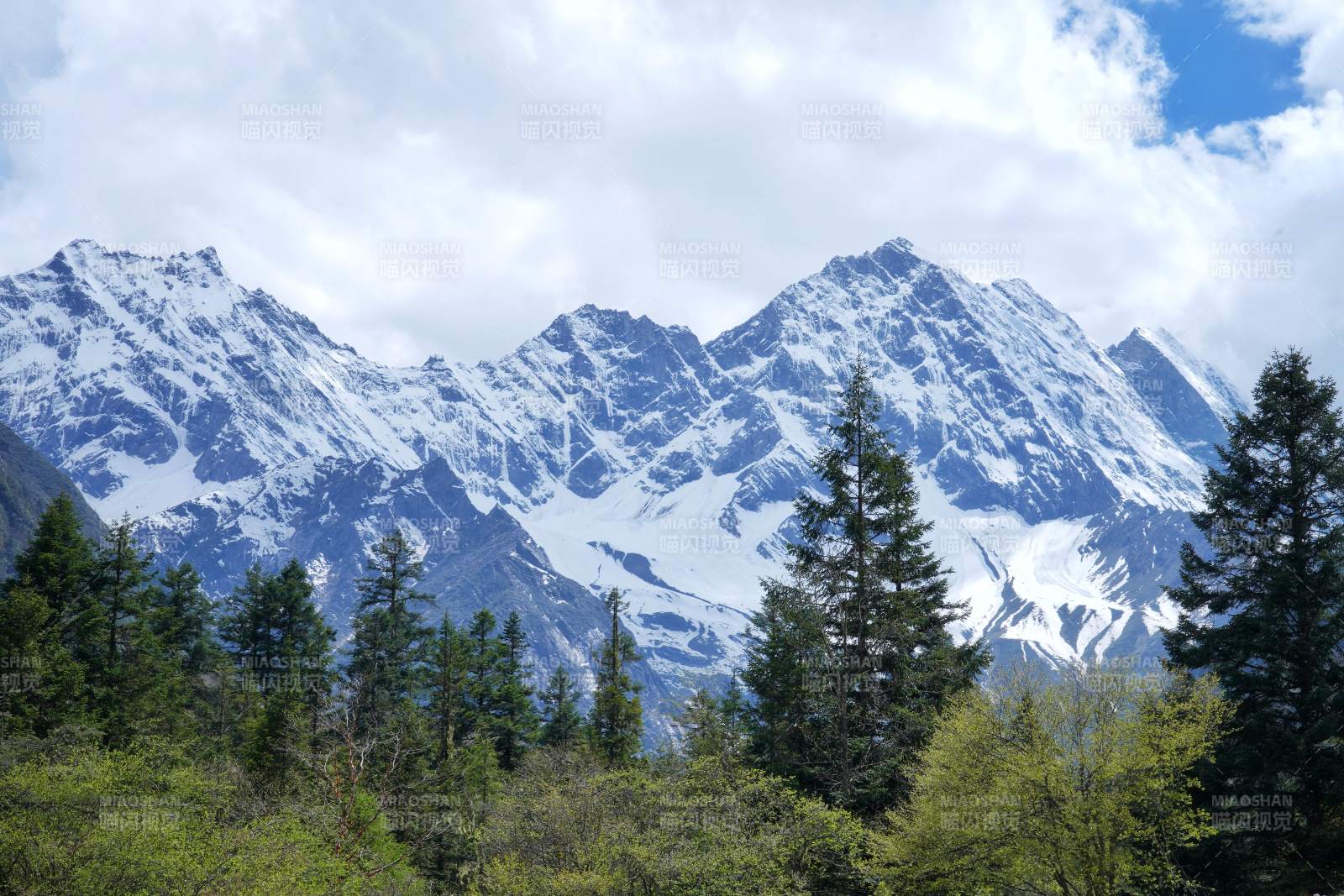 理小路上的雪山松林风光图片