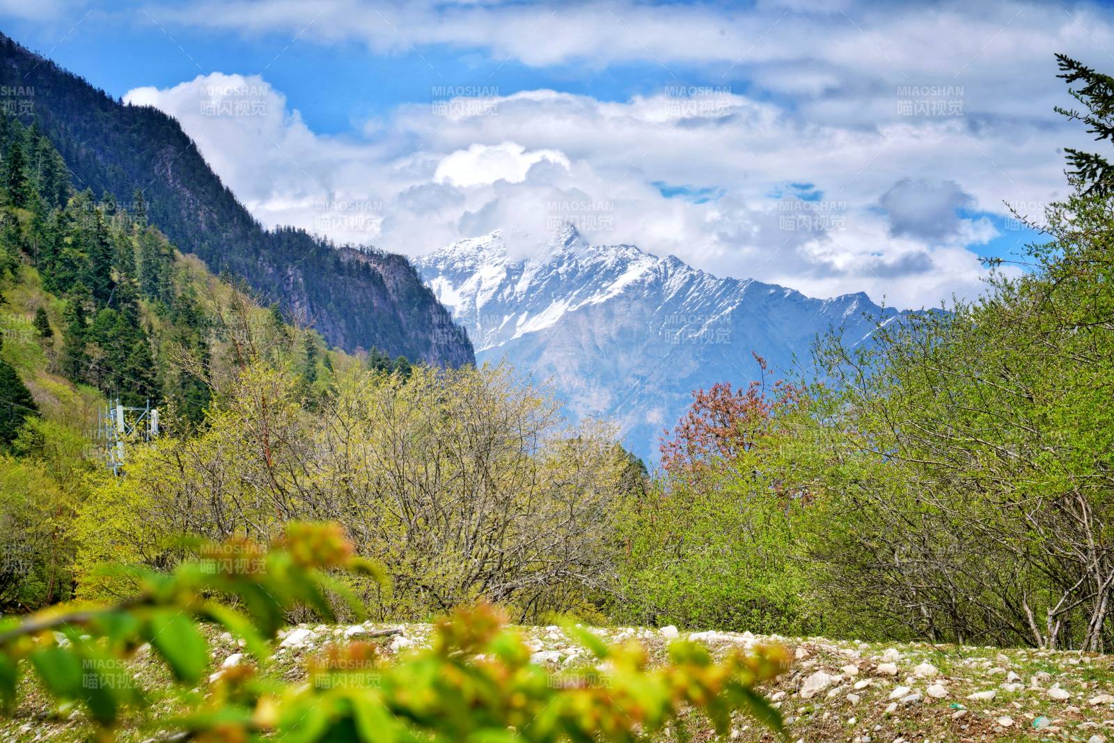 四姑娘山的雪山春景图片
