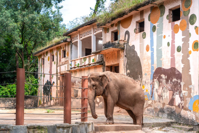 广州动物园亚洲象曼玲大象在彩绘墙前图片