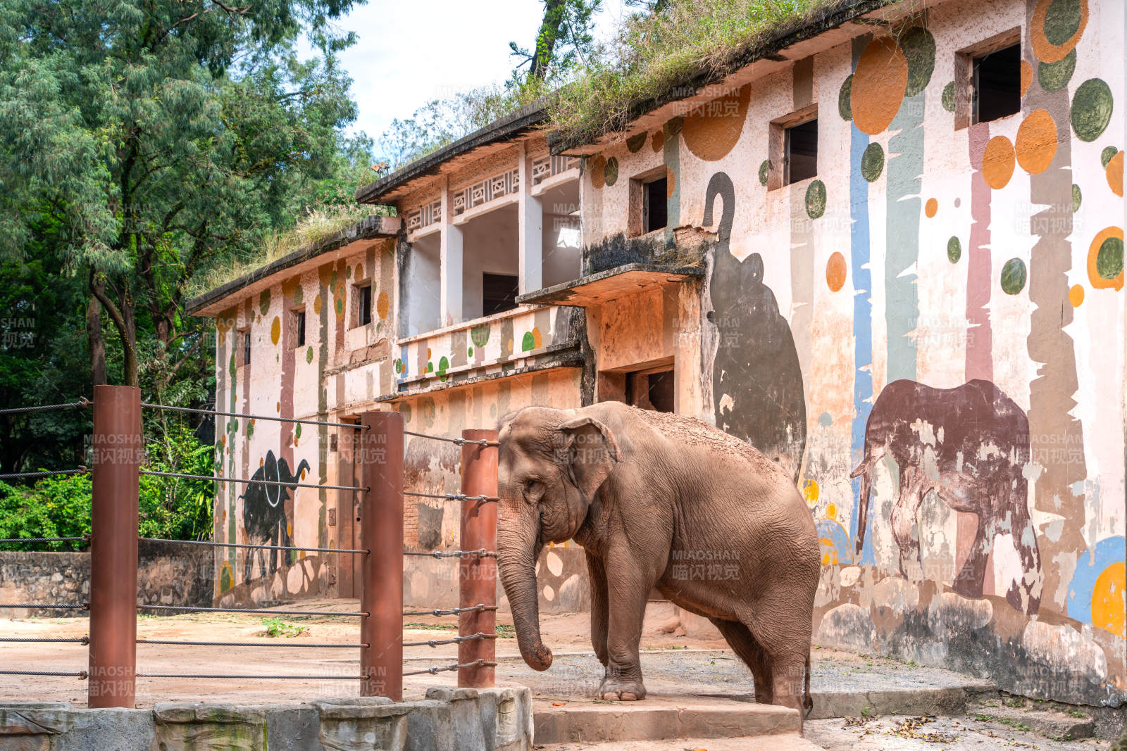 广州动物园亚洲象曼玲大象在彩绘墙前图片