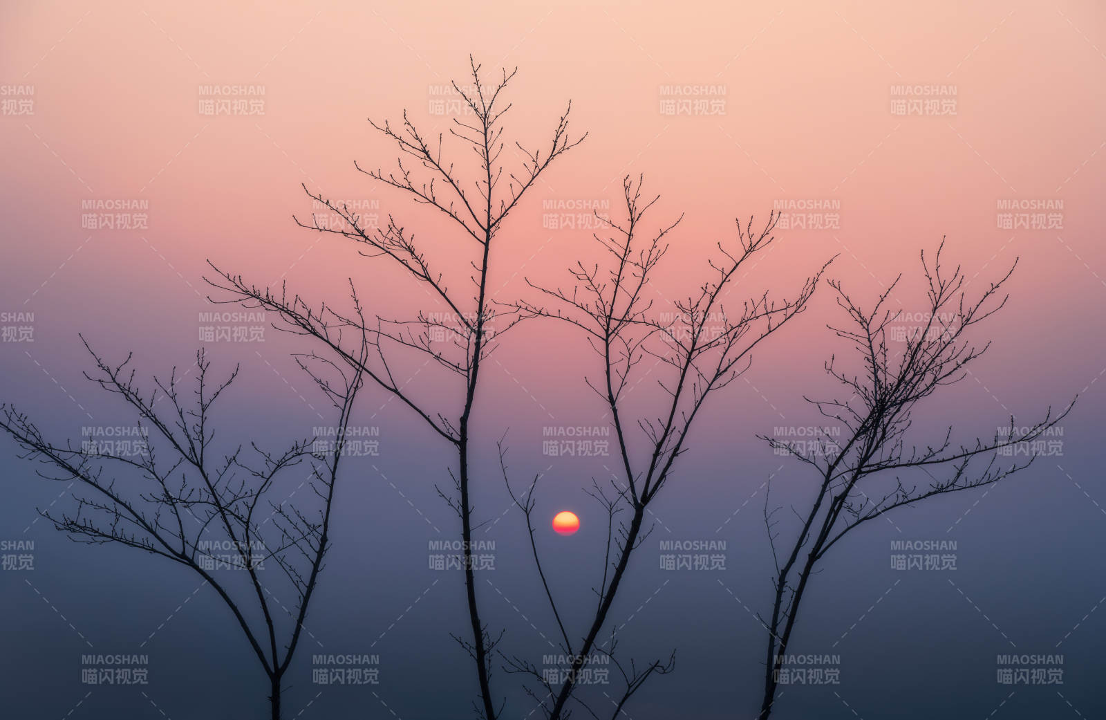 暮色枝影图片