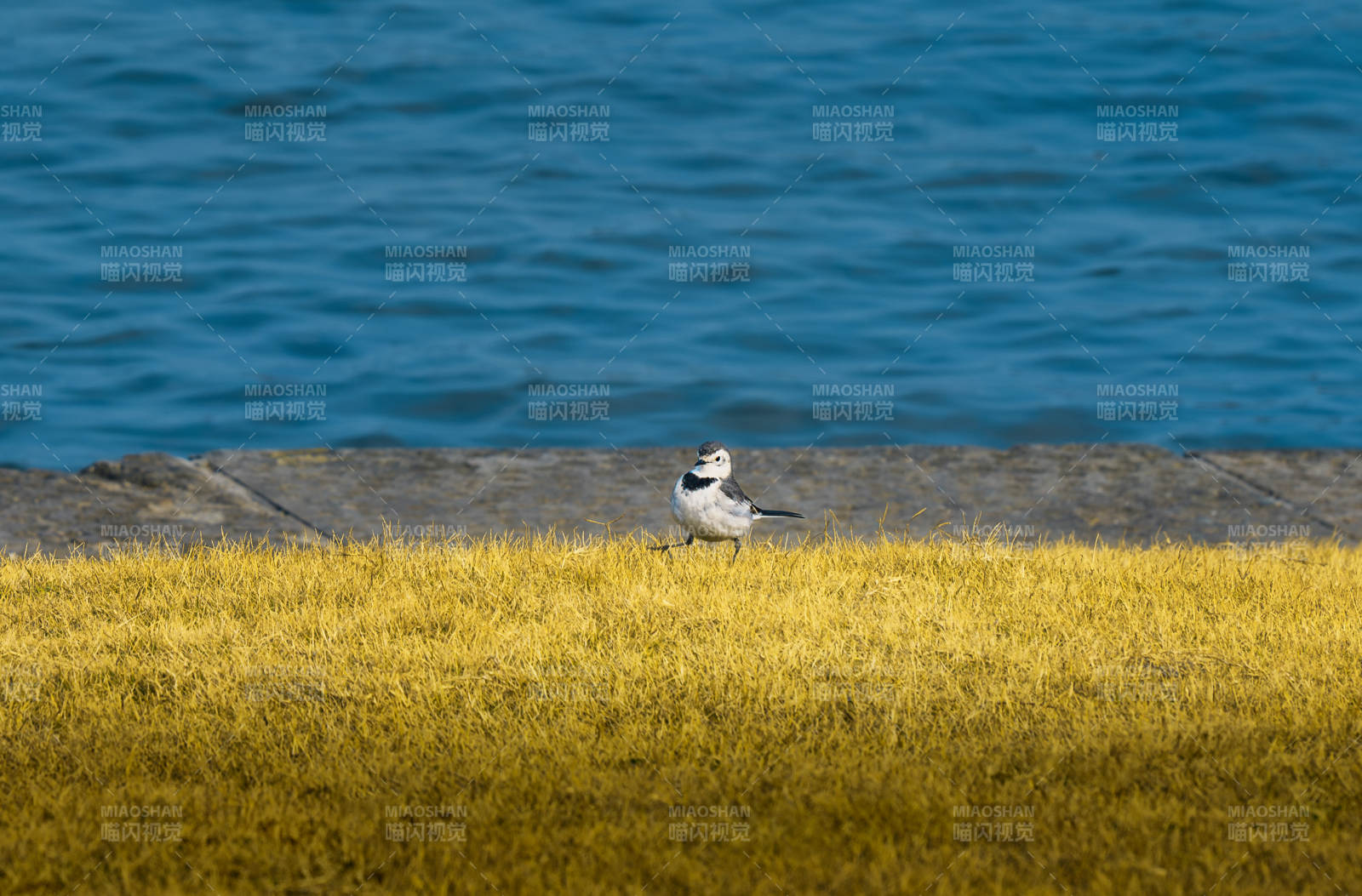 水边孤鸟静立图片