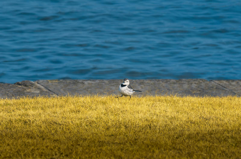 水边孤鸟静立图片