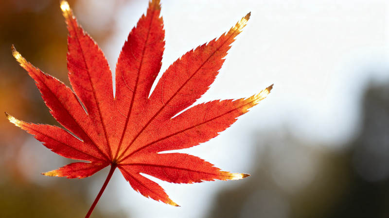 秋日红枫叶特写图片