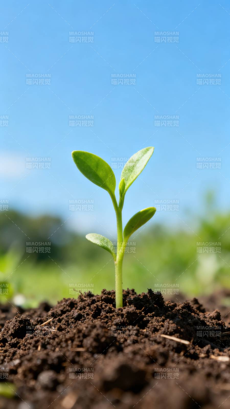 嫩芽破土而出图片