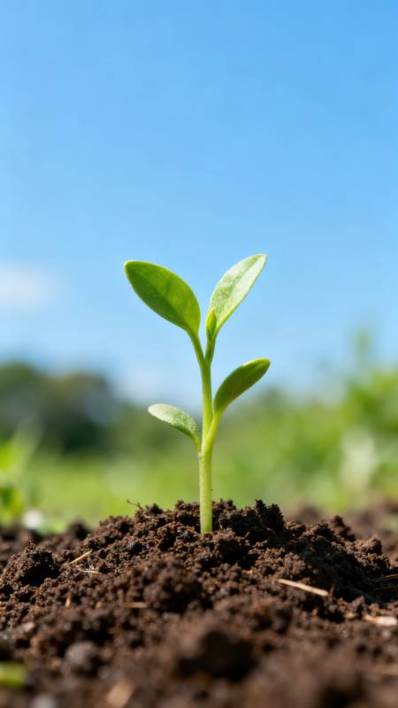 嫩芽破土而出图片