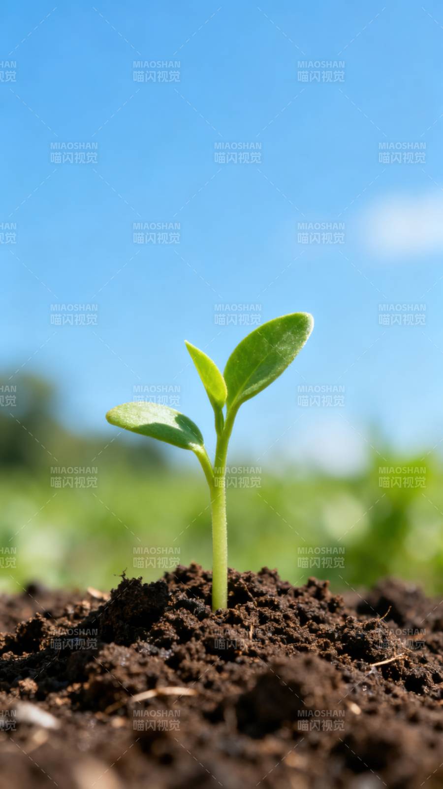 嫩芽破土而出图片