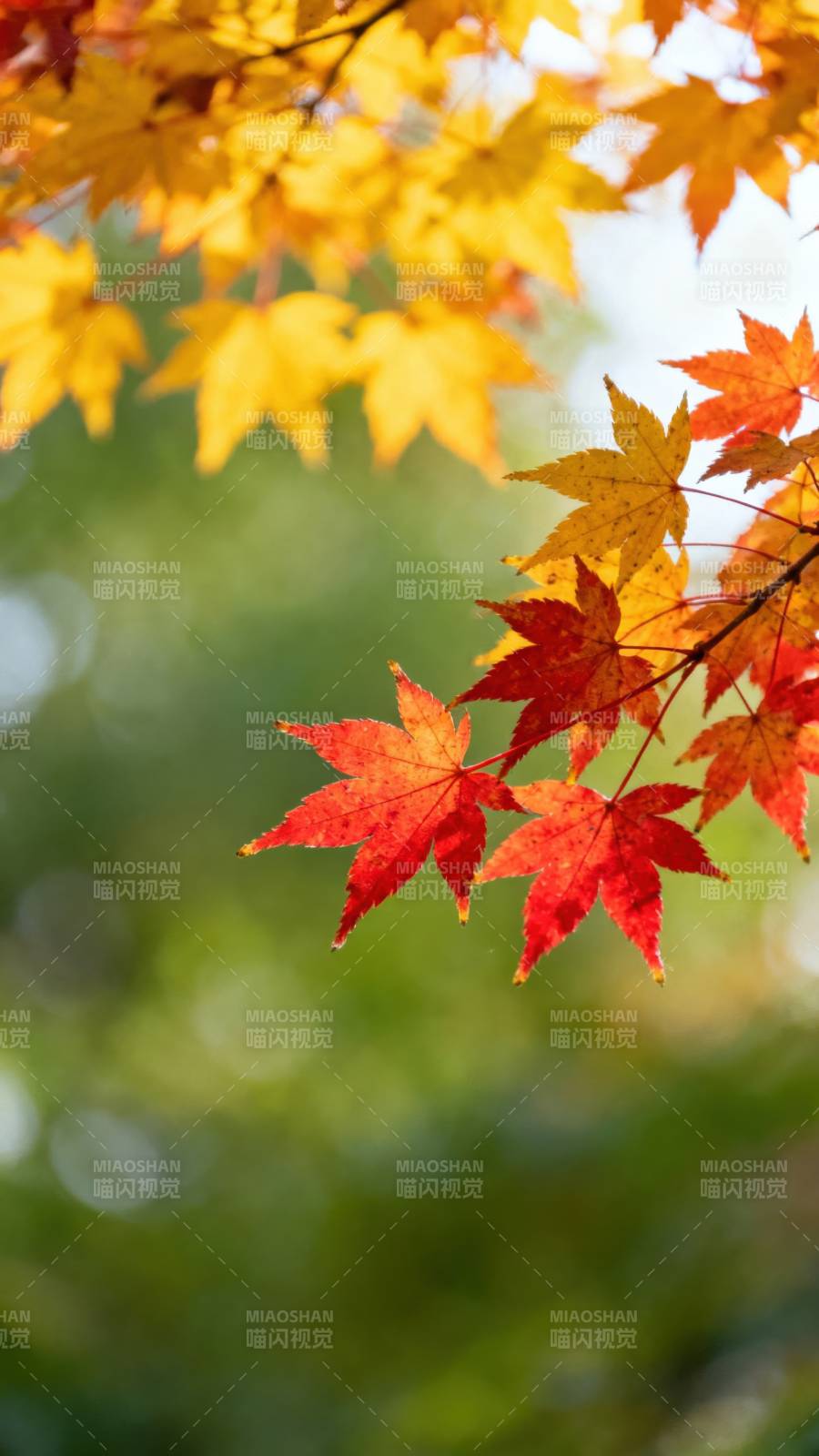 秋叶绚烂图片