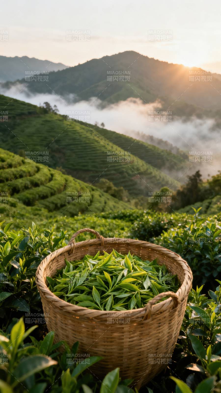 茶山晨雾采青叶图片